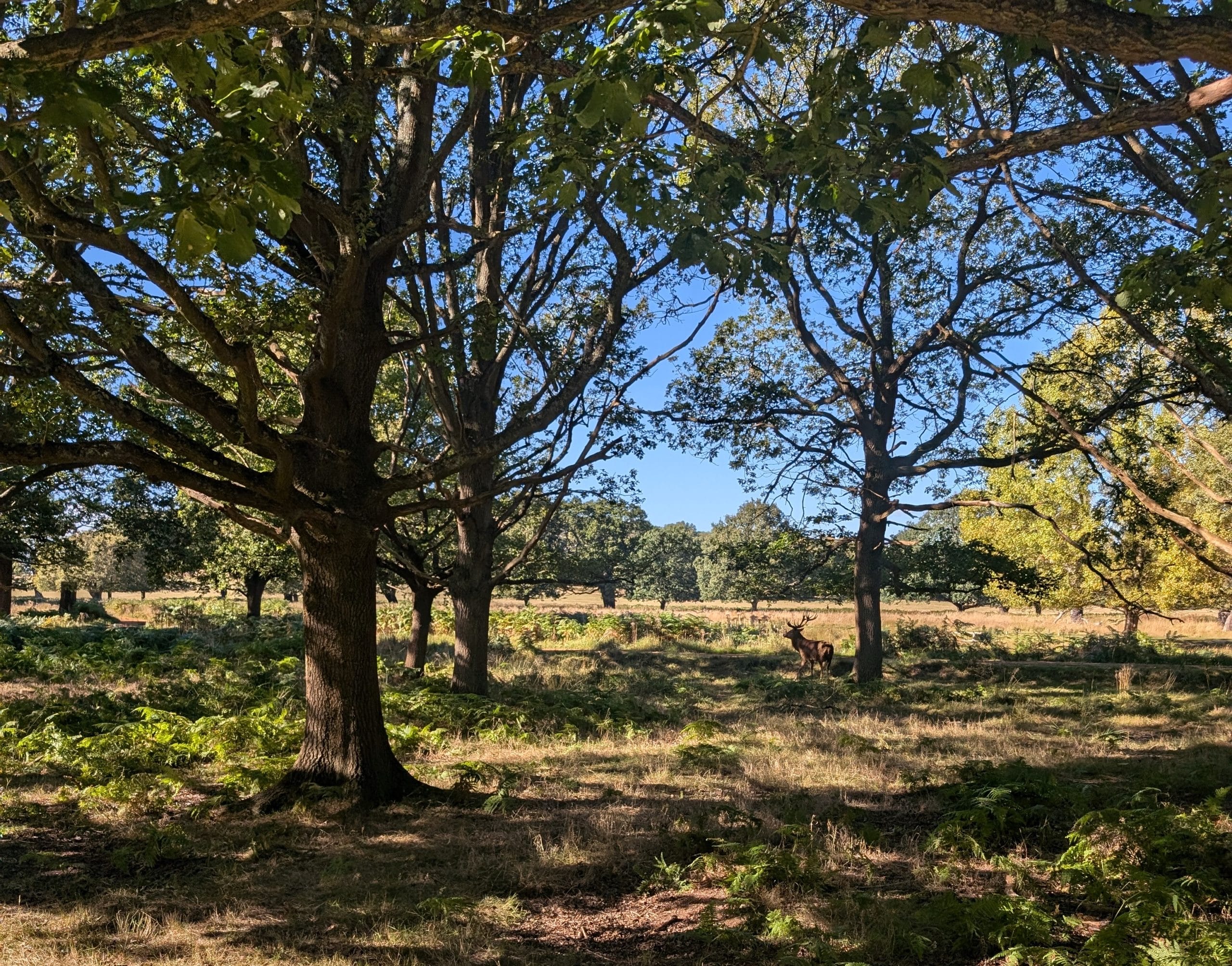 A stag in Richmond Park